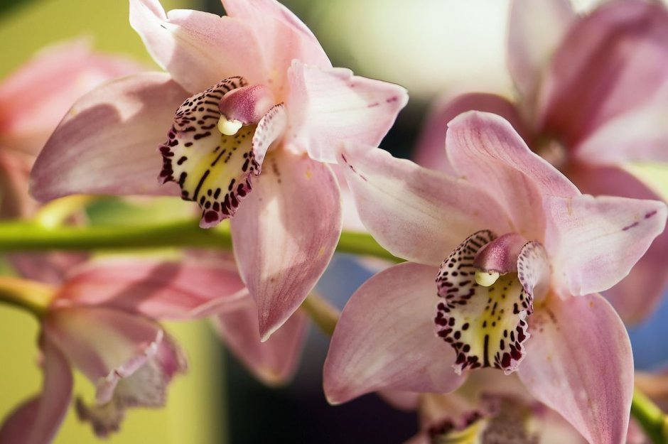 Карибиан дрим орхидея