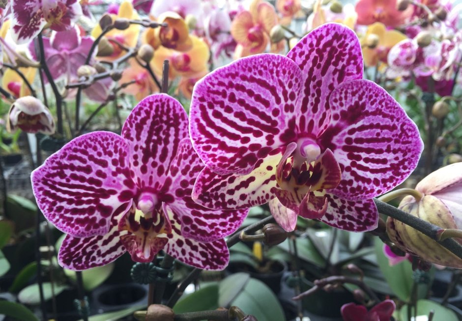Орхидея фаленопсис Элегант