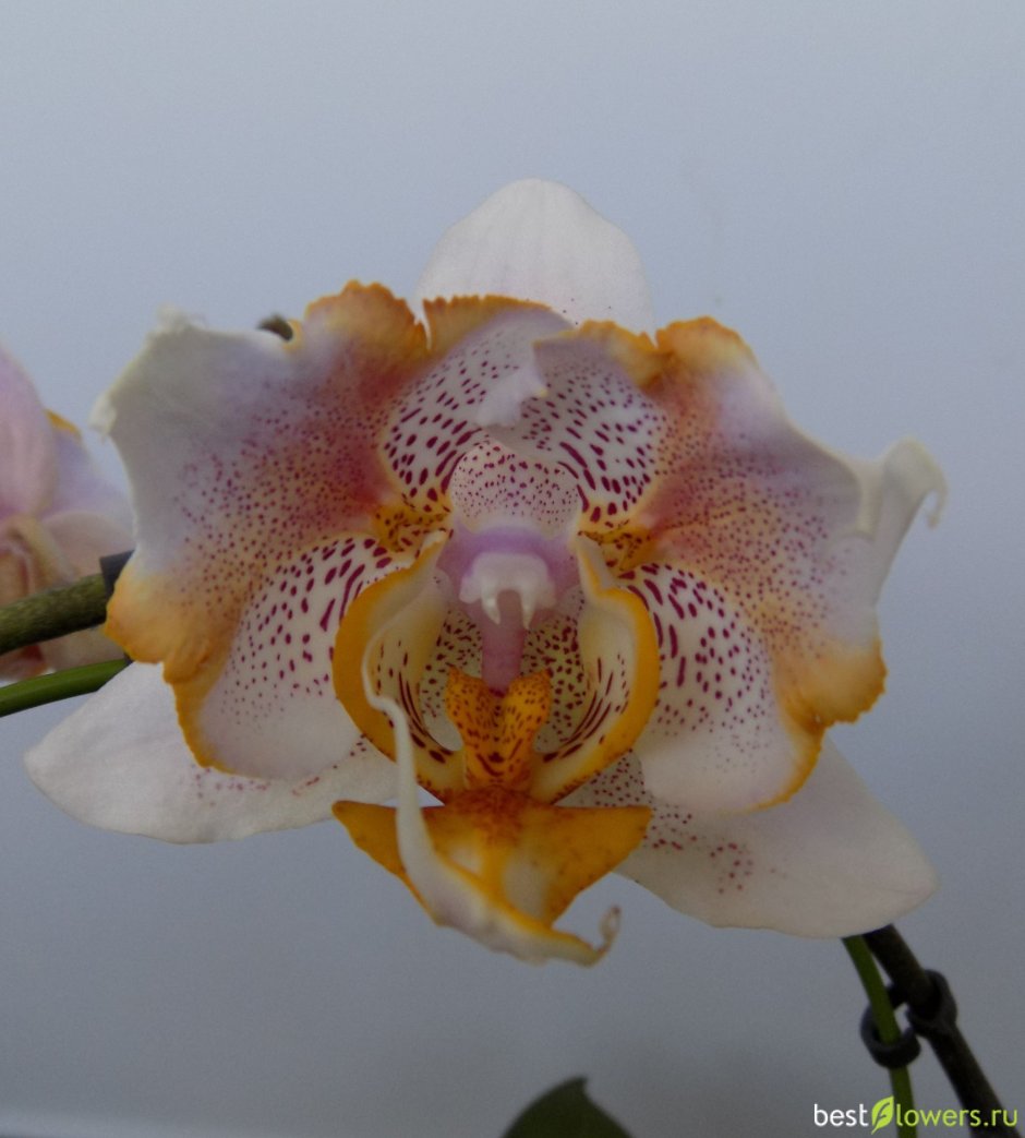 Орхидея лав Вальц