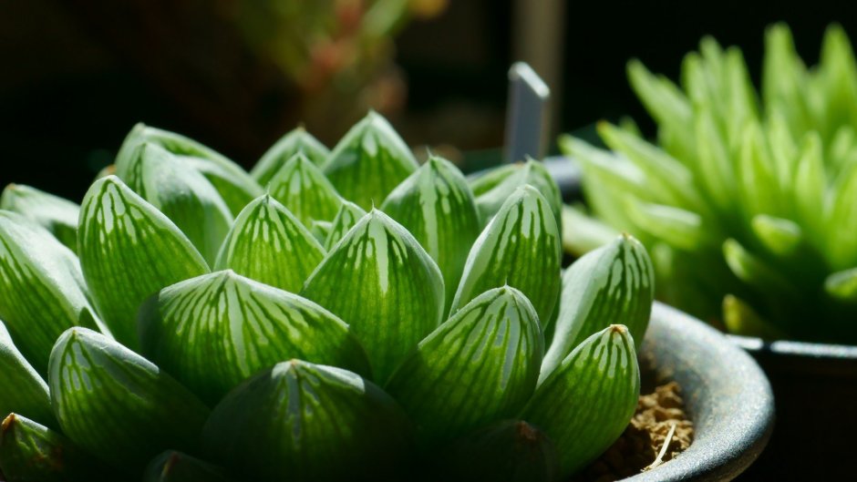 Aeonium tabuliforme