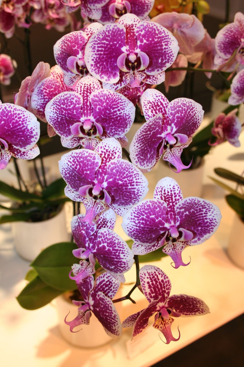 Фаленопсис (Phalaenopsis) – Орхидея