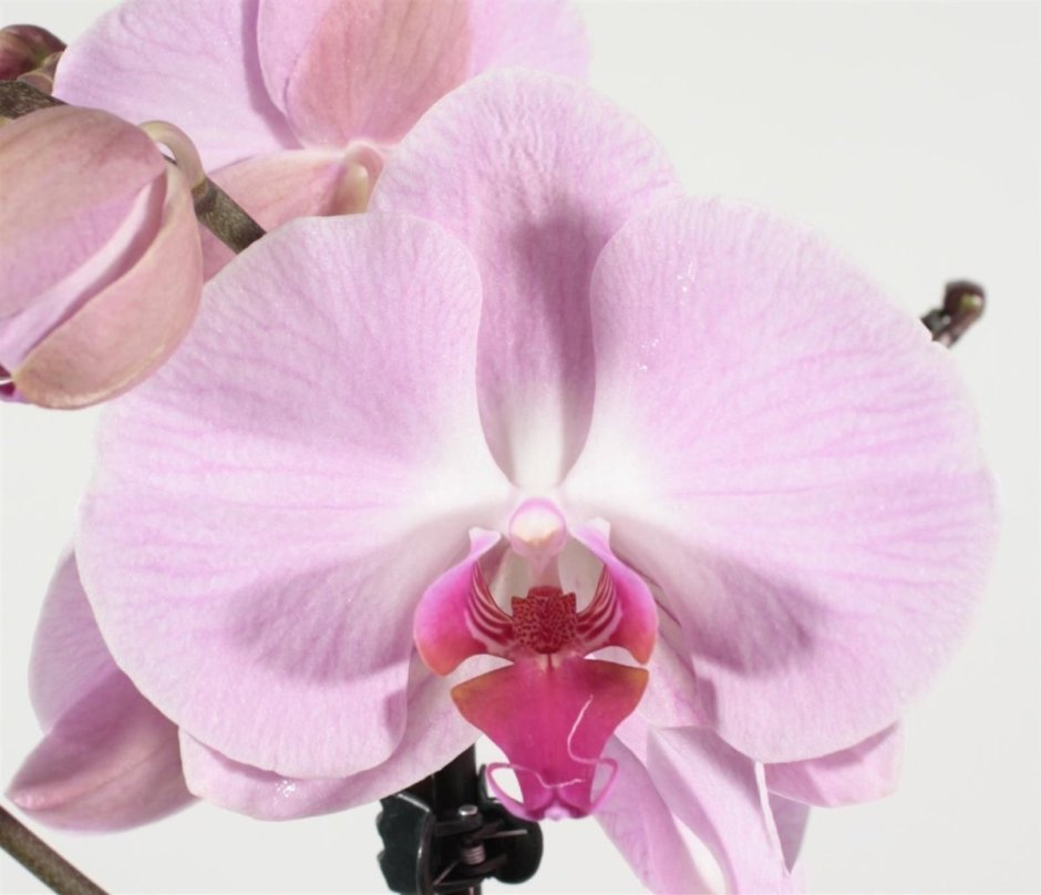 Орхидея Phalaenopsis Salinas