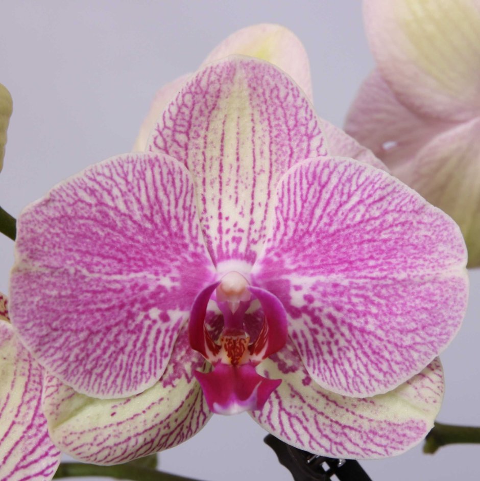 Орхидея Phalaenopsis Pink Balanz