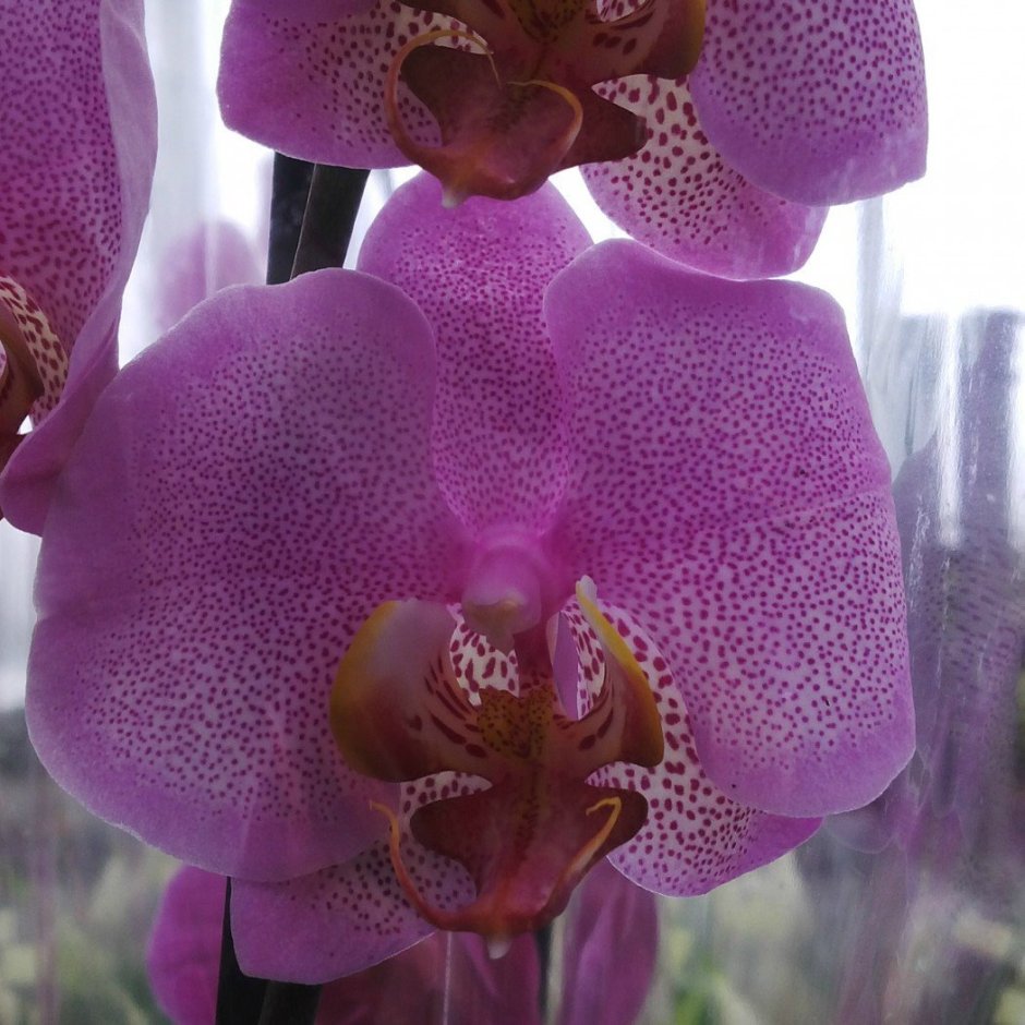 Орхидея Phalaenopsis Джиллиан