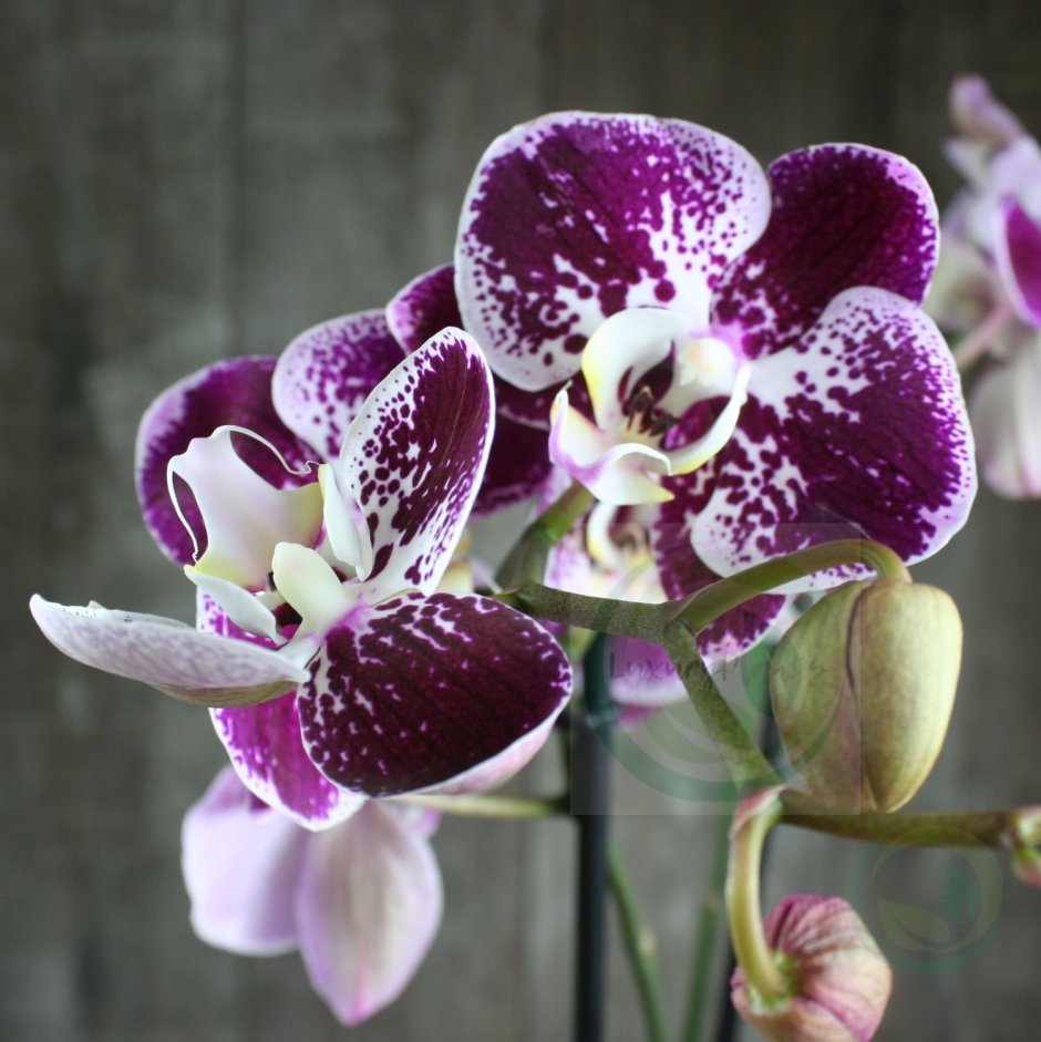 Орхидея Phalaenopsis Compilation