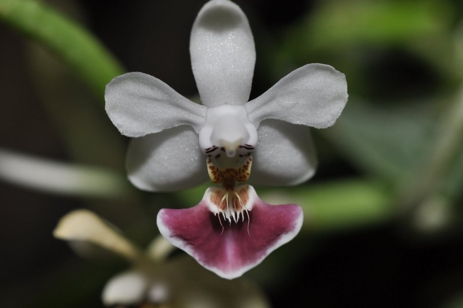 Фаленопсис париша Phalaenopsis parishii