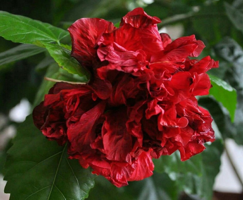 Hibiscus Rosa sinensis l