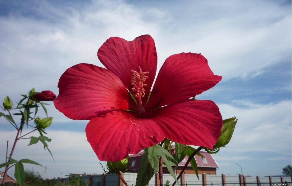 Hibiscus Rosa-sinensis variegata