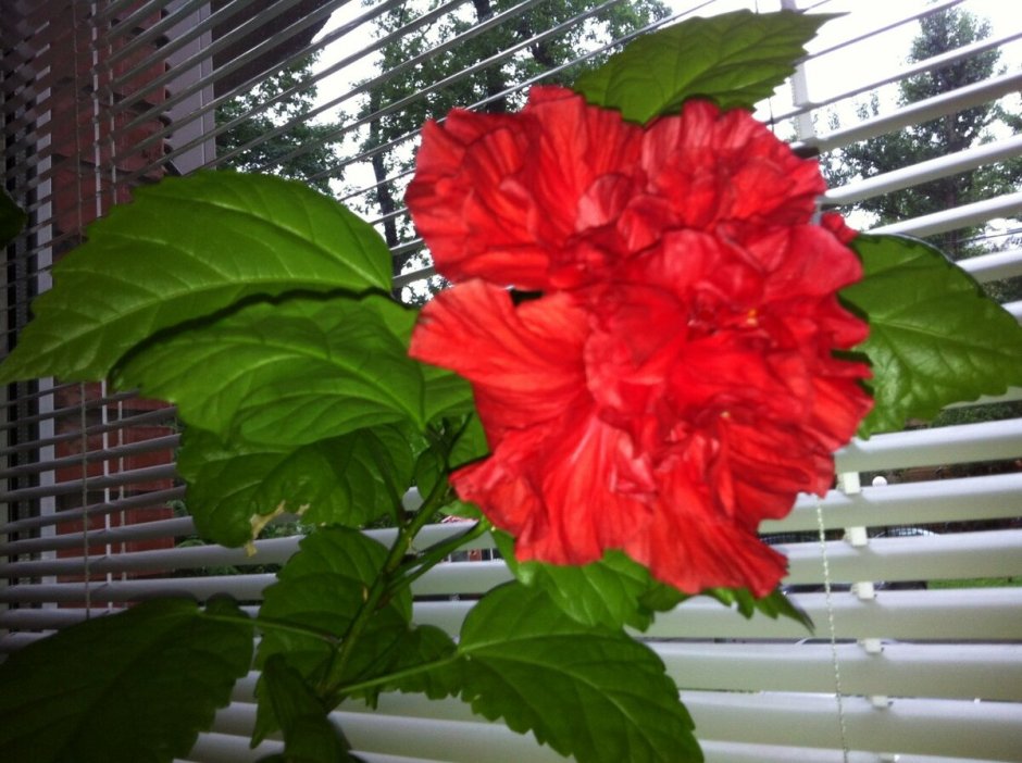 Гибискус Hibiscus baptistii