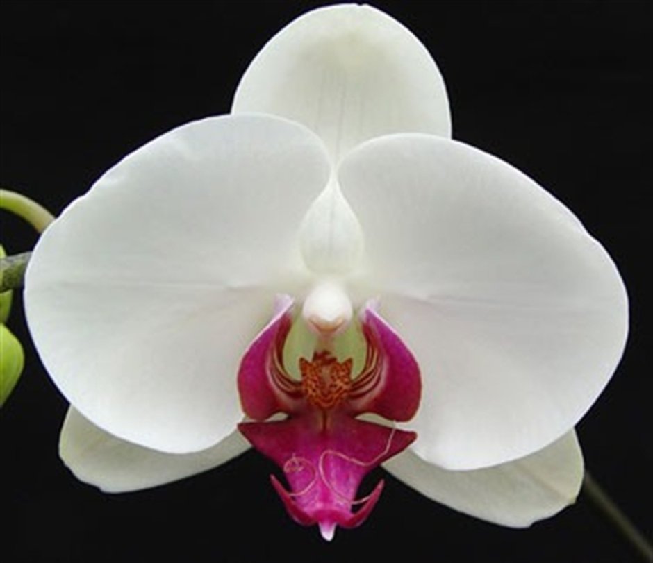 Орхидея фаленопсис белая с фиолетовой губой