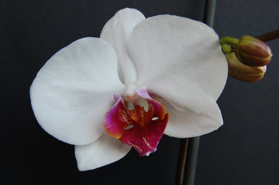 Орхидея Pico Sweetheart