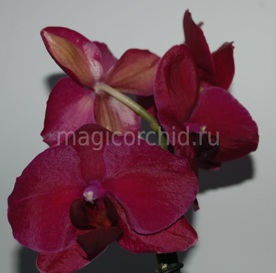 Фаленопсис Phalaenopsis Montreux -