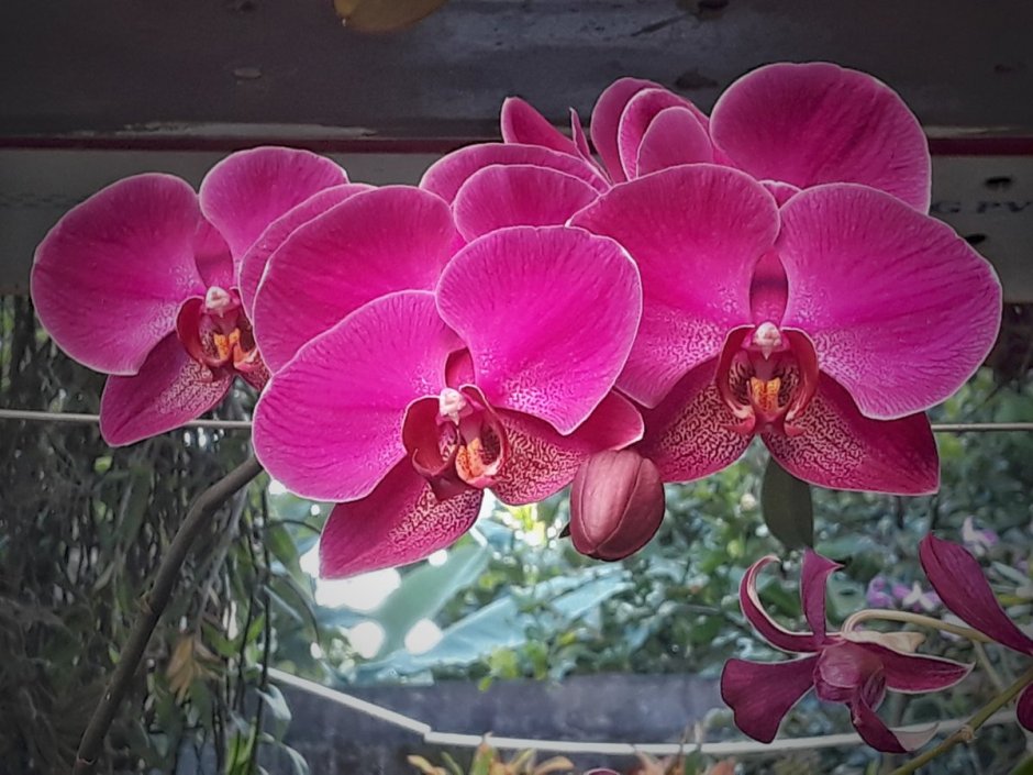 Орхидея фаленопсис Паваротти