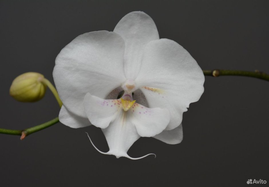 Орхидея innocent Kizz