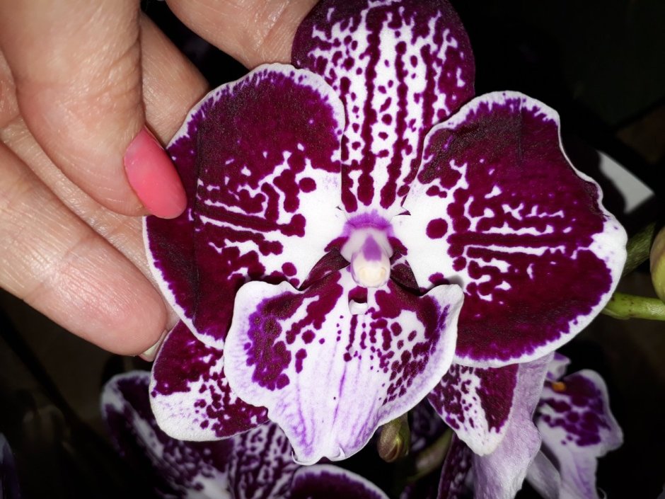 Орхидея фаленопсис Бернадетта