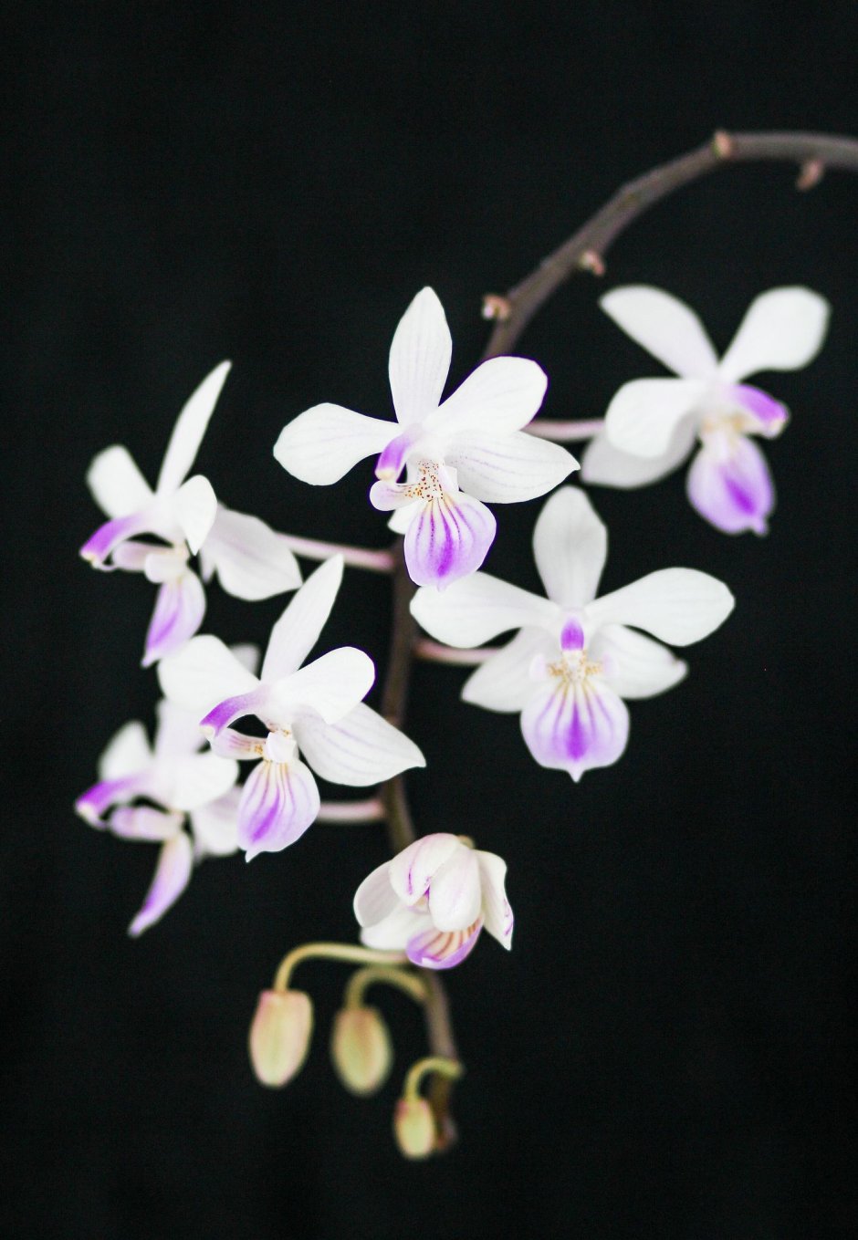 Phal. Lindenii