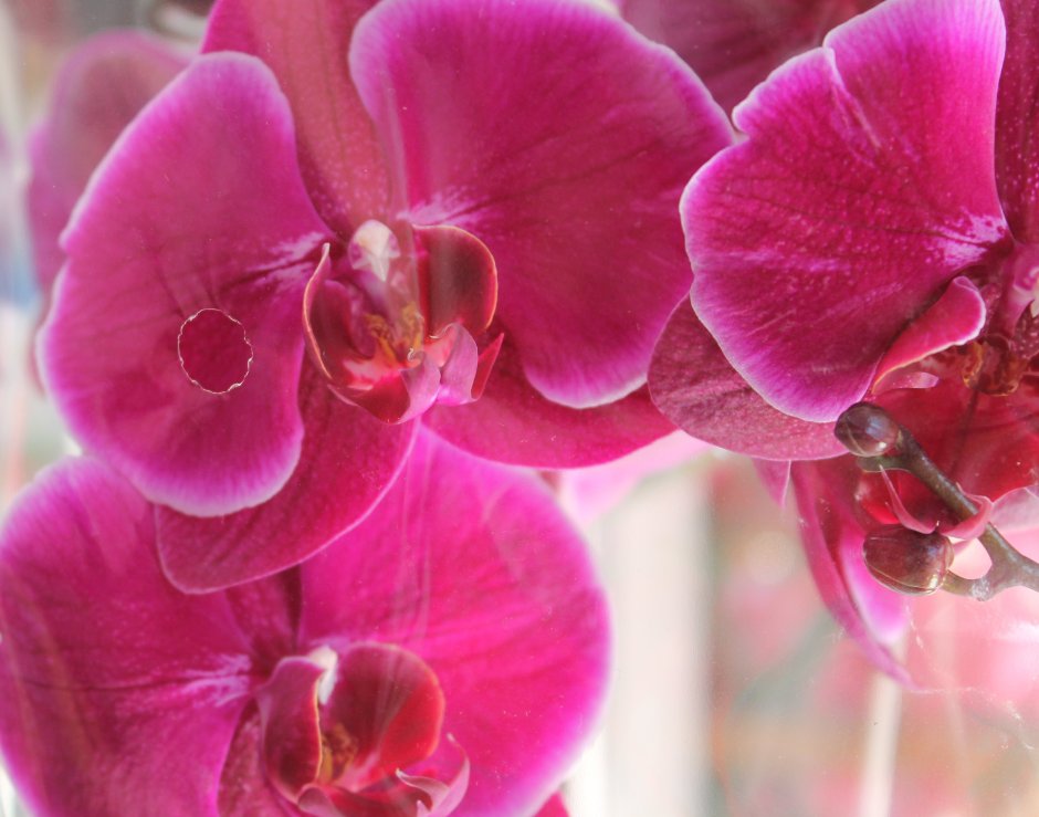 Орхидея Phalaenopsis Narbonne