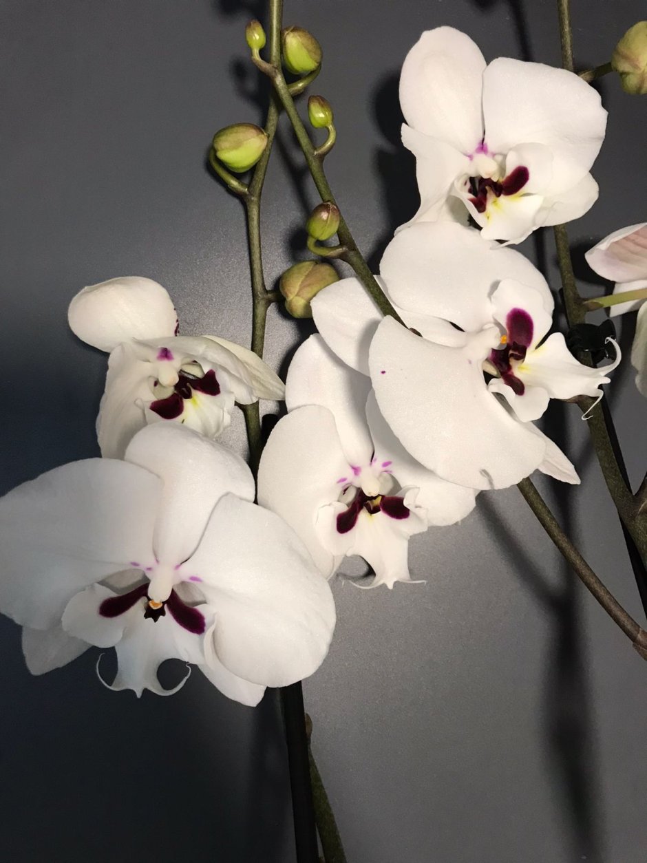 Орхидея Манта Миндоро Биг лип