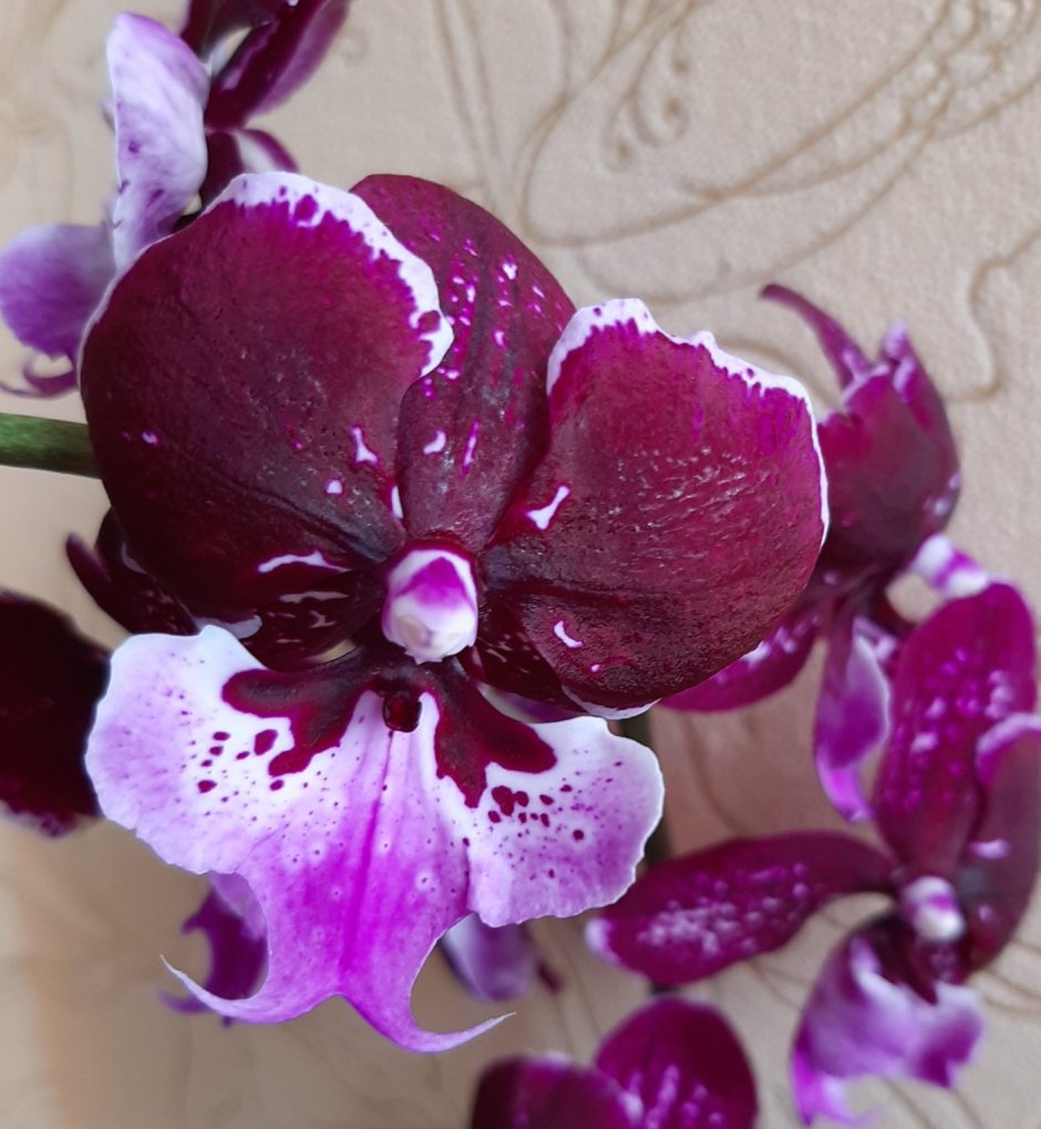 Орхидея Phalaenopsis big Lip