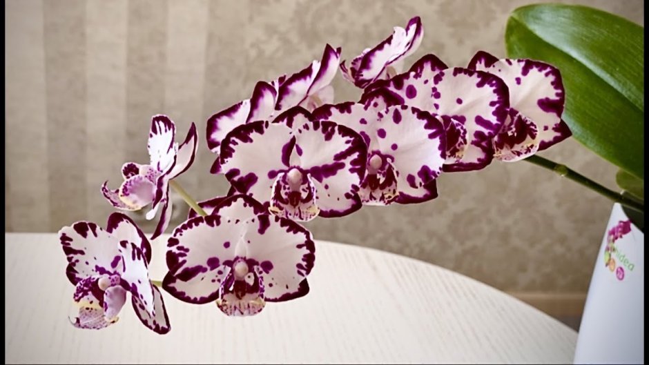 Орхидея биг лип пуаро
