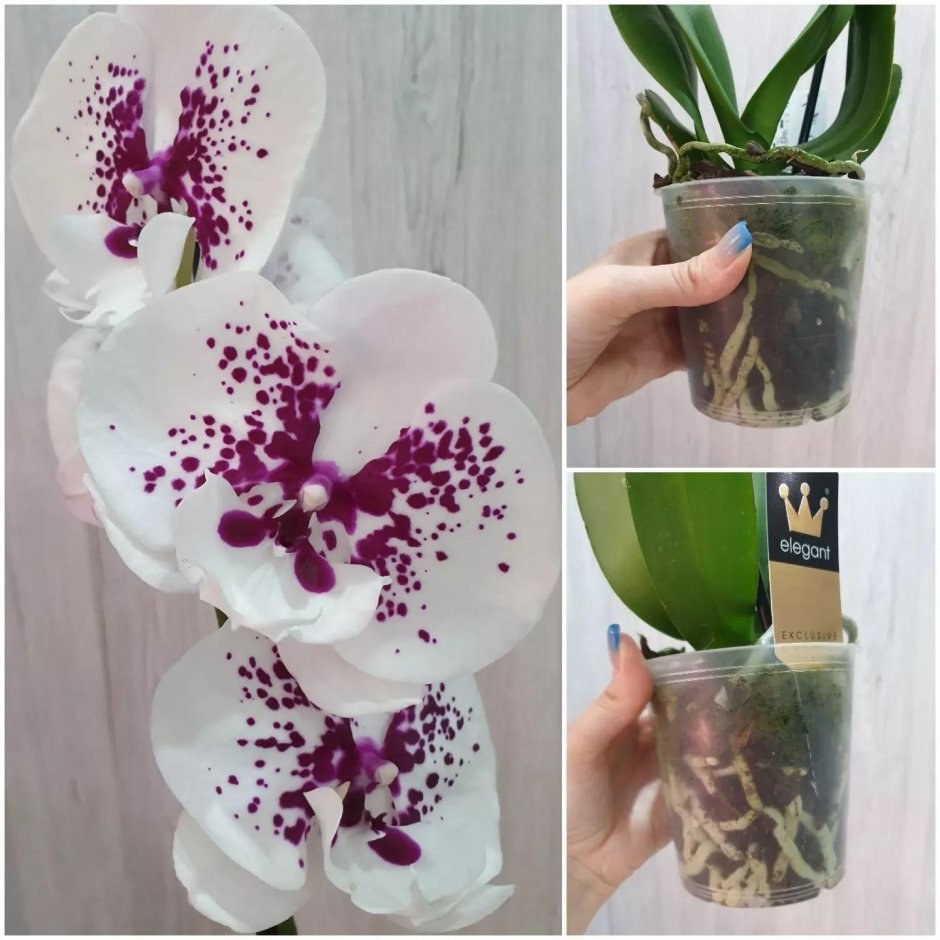 Орхидея Phalaenopsis Horizon