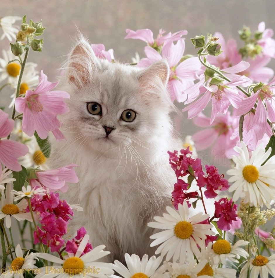 Кошечка с цветами