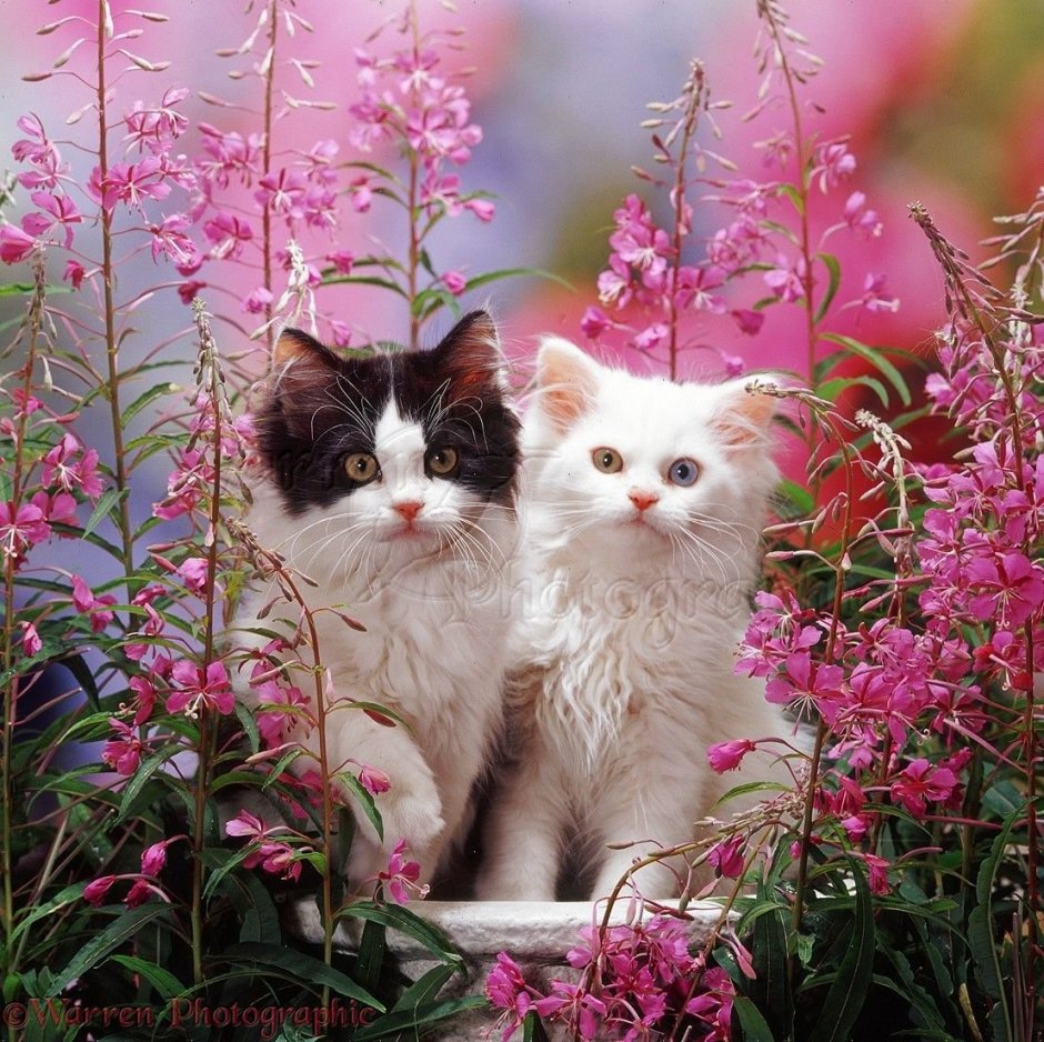 Коты в цветах