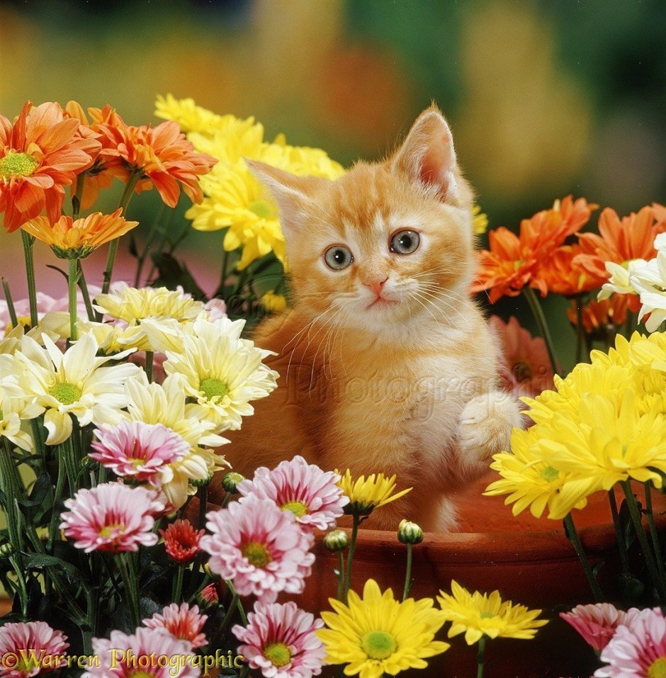Рыжий котенок и цветы