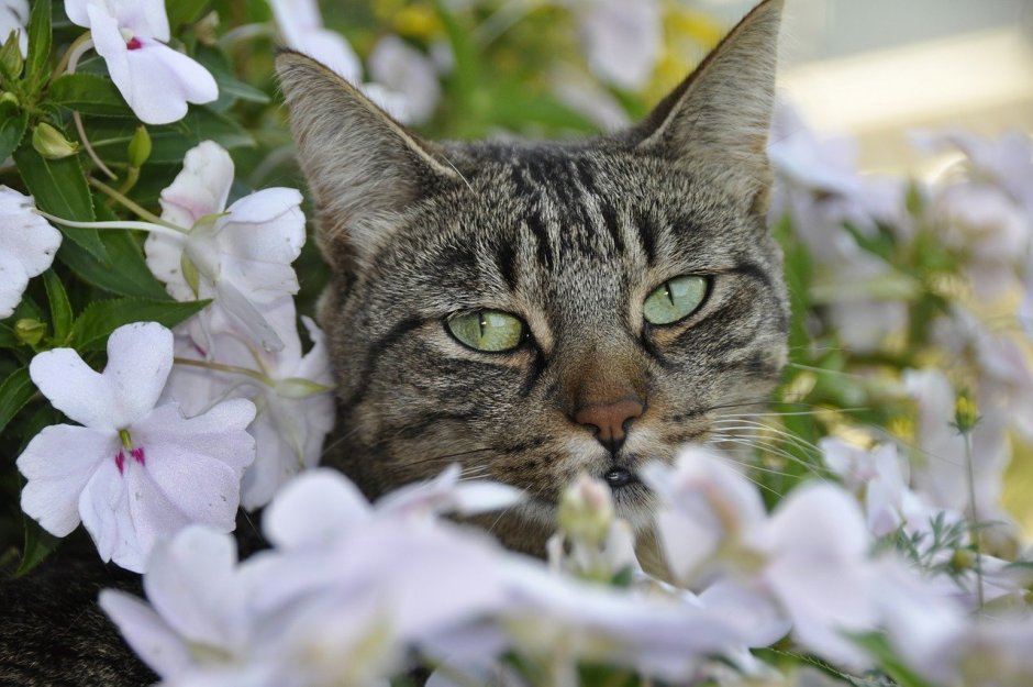 Кошка с весенними цветами