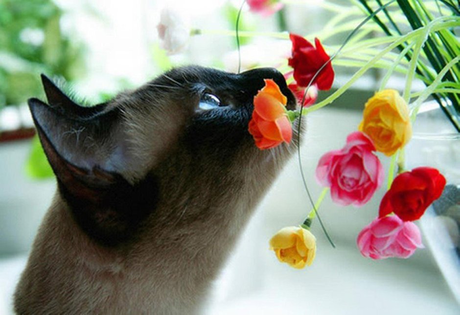 Сиамская кошка с цветами