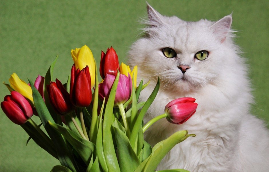 Кот с цветами