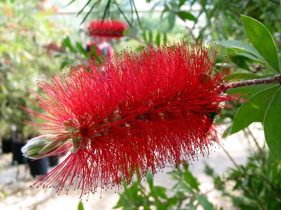 Кохия веничная (Kochia Scoparia)