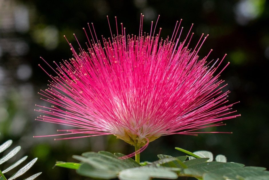 Альбиция ленкоранская - Albizia julibrissin