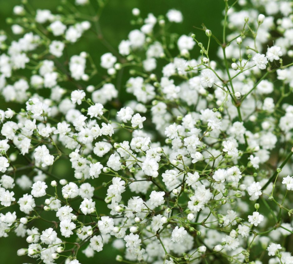Травка с белыми мелкими цветочками