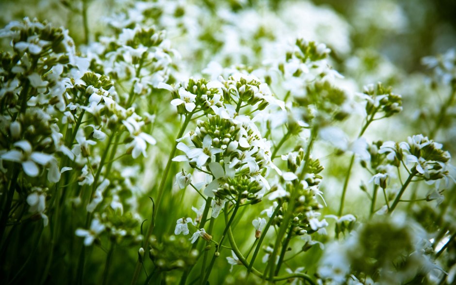 Травка с белыми мелкими цветочками