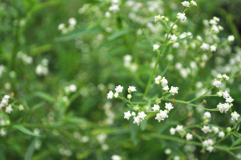 Полевые белые маленькие цветочки