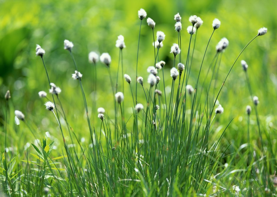 Трава с маленькими белыми цветочками