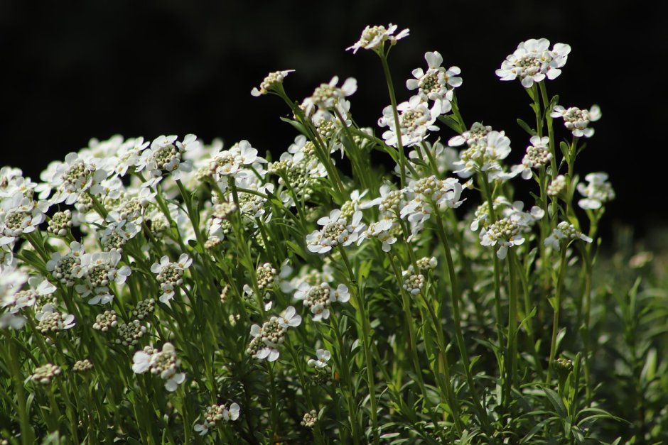 На лугу растёт белые мелкие цветки