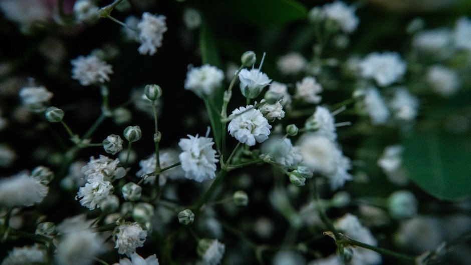 Трава белые цветы мелкие