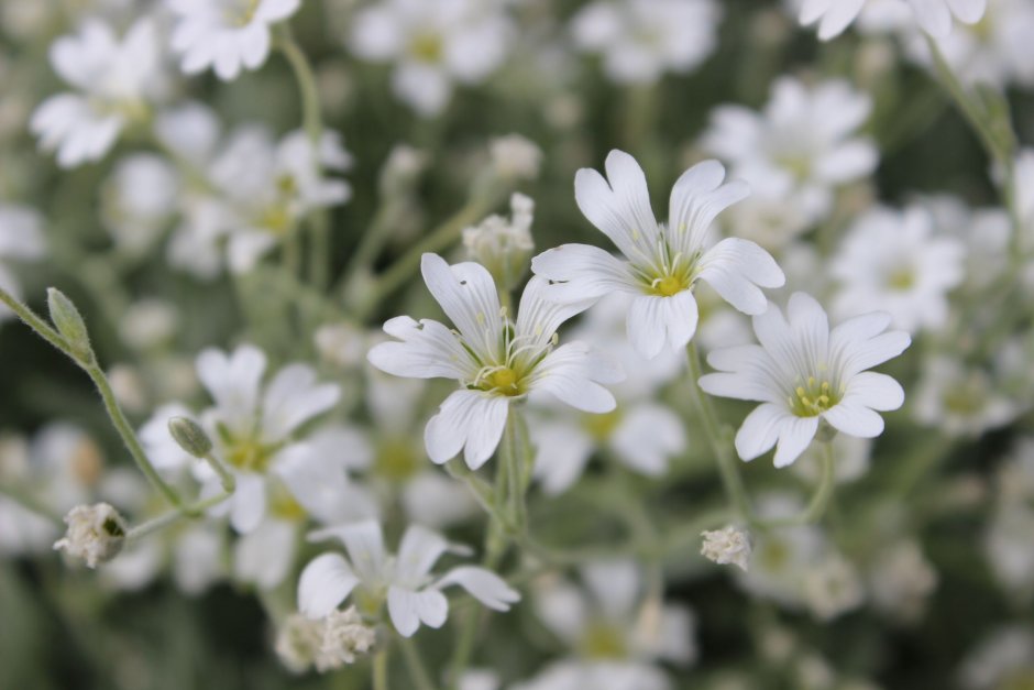 Гипсофила Baby's Breath