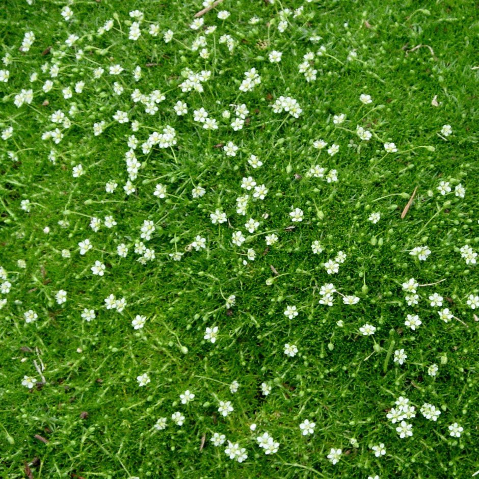 Зеленая трава с белыми цветами