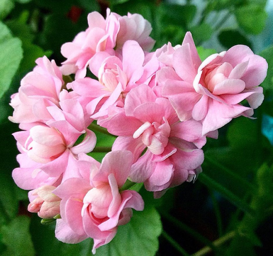 Пеларгония Pink Rosebud плющелистная