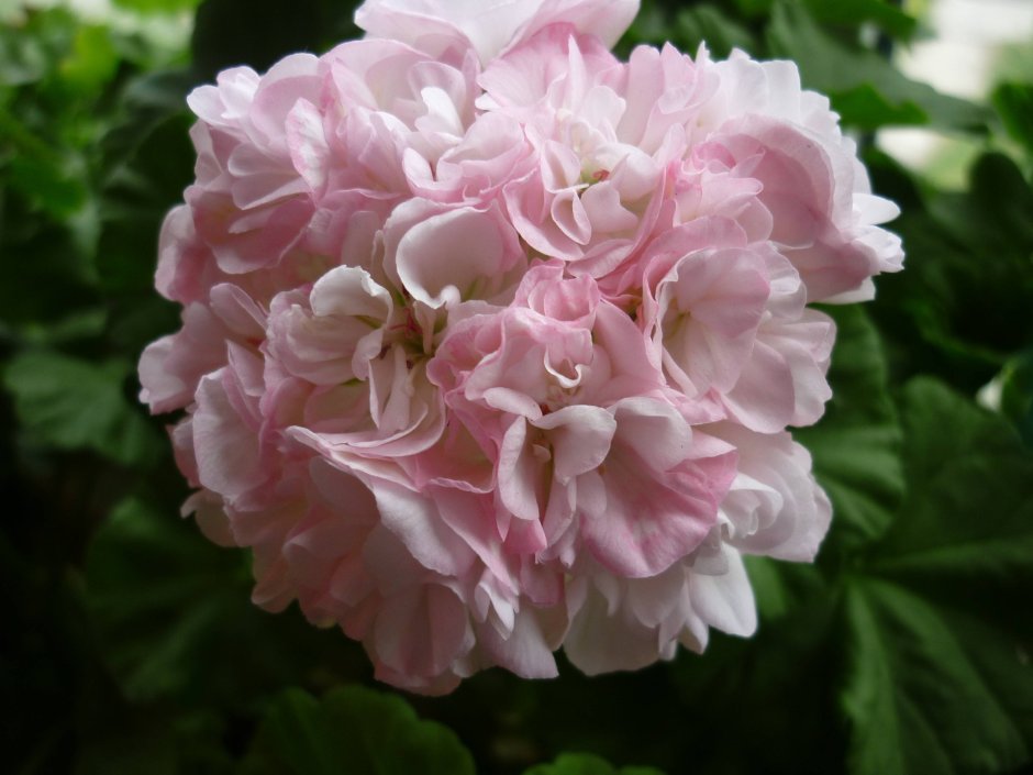 Пеларгония Pink Rosebud цветник