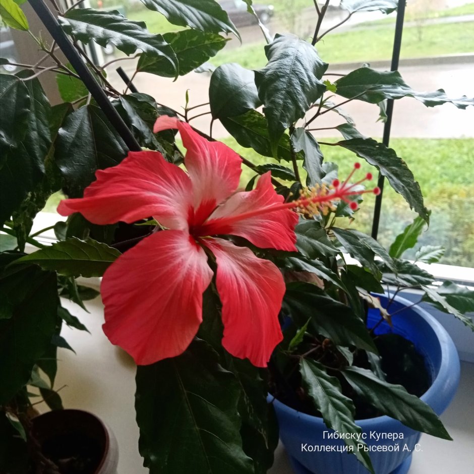 Hibiscus Rosa-sinensis variegata