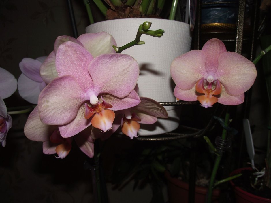 Nl-666040451 Орхидея фаленопсис Солид Голд