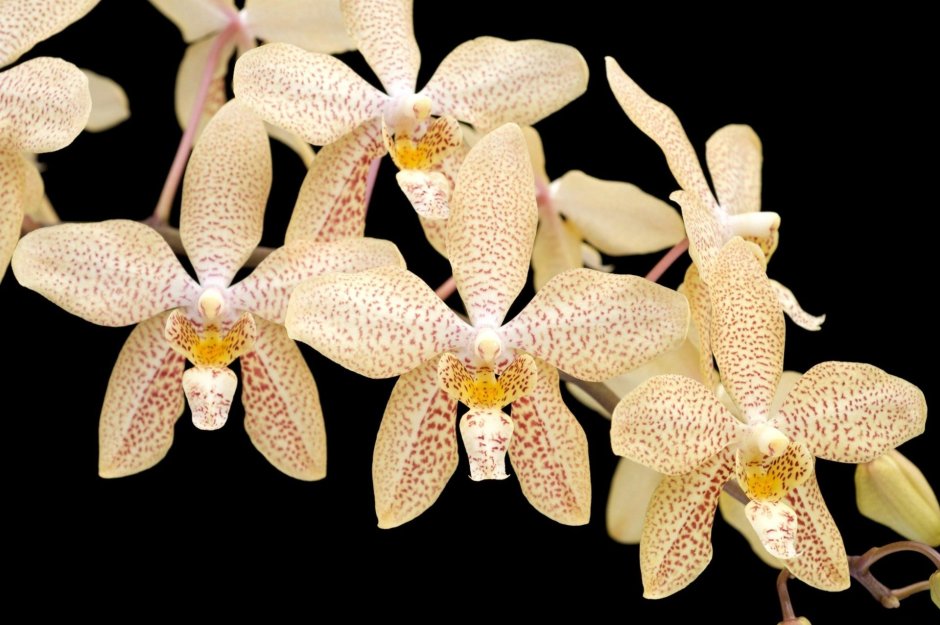 Орхидея KV Charmer