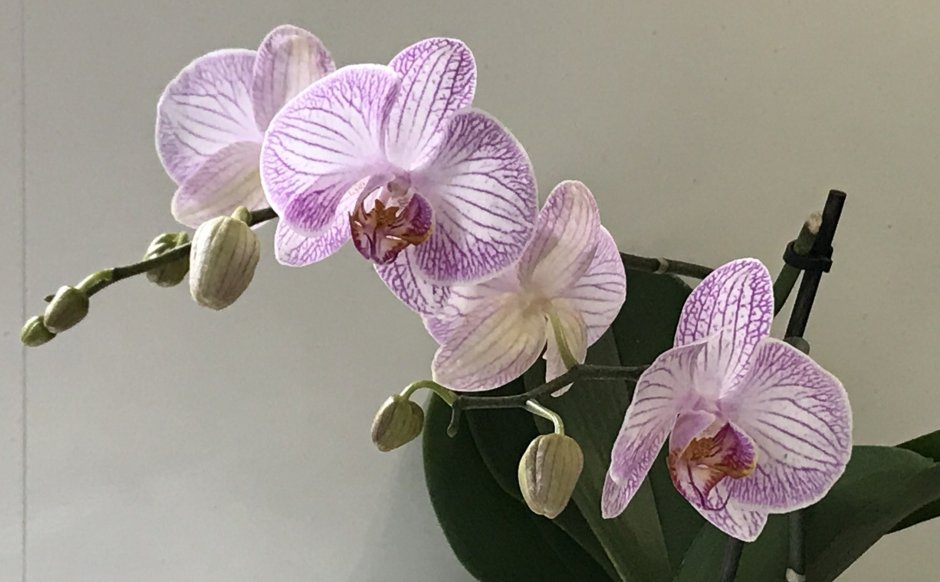 Орхидея Просекко фаленопсис