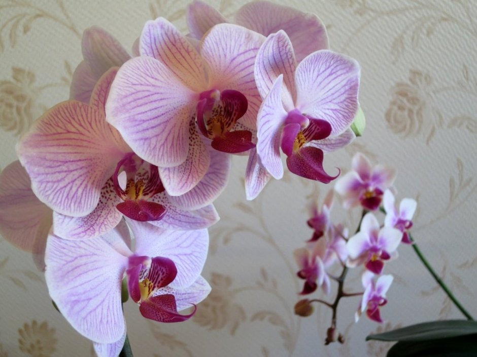 Орхидея фаленопсис Еллоу