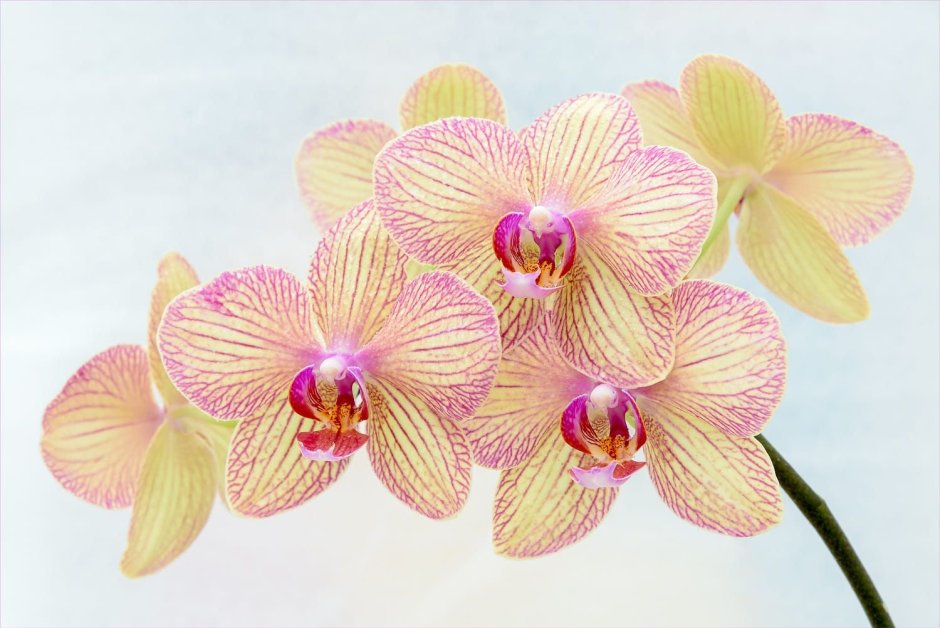 Орхидея фаленопсис Голден Бьюти