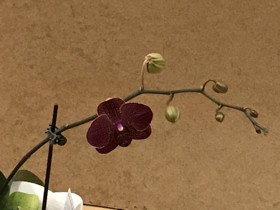 Орхидея фаленопсис Солид Голд